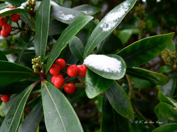 Bois des Moutiers Winterreise (31)
